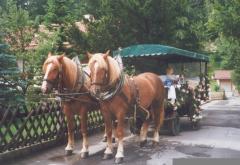 Pferdekutsche im Sommer